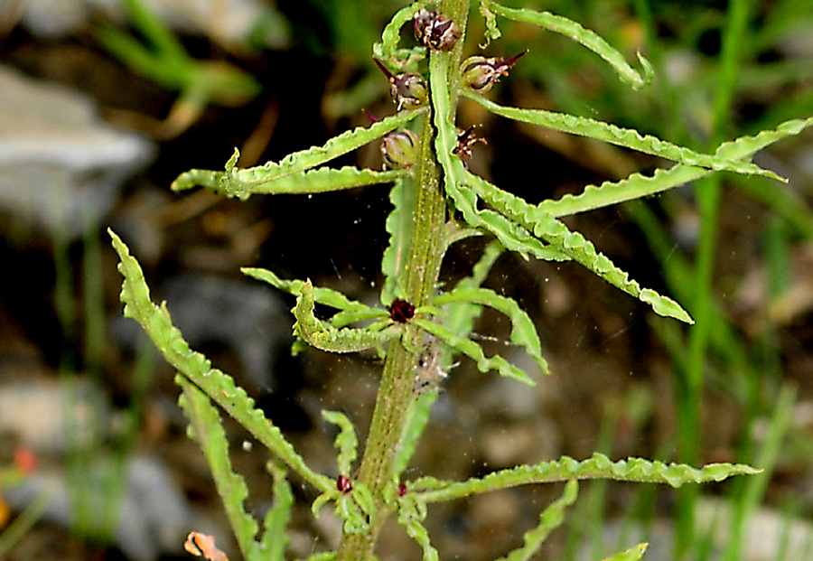 dalla Grecia:  Lysimachia atropurpurea (Primulaceae)